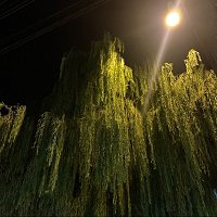 aldn – zombie