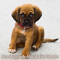 Hundeflusterer – Beruhigende Musik für Hunde