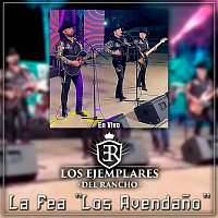 Los Ejemplares del Rancho – La Fea "Los Avendano" [En Vivo]