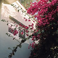 Sly Withers – Bougainvillea
