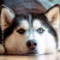 Různí interpreti – Songs for Home Alone Dogs, N4
