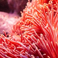 Přední strana obalu CD Reef