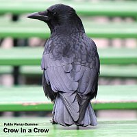 Přední strana obalu CD Crow in a Crow