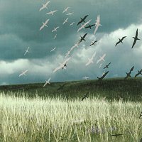 Landmine Spring – Can We Share?
