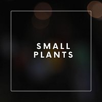 Cherry – Small Plants (Live)