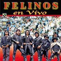 Los Felinos – En Vivo