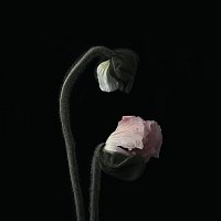 Ruelle – Secrets And Lies