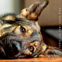 Různí interpreti – Songs for Home Alone Dogs, N5