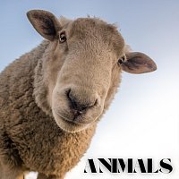 lofisky – Animals