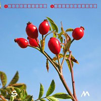 Přední strana obalu CD Machinating Surrendering