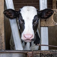 Studio 55 2 Sounds – Cowshed
