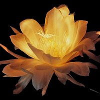 Přední strana obalu CD Projecting Me