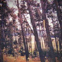 Federico Albanese – Your Trees