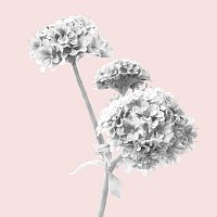 Yung Ouzo – Melatonin