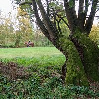 Jiří Bayer – Luční víla