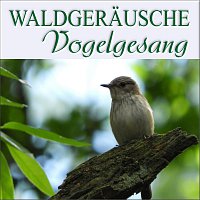 Waldgerausche – Vogelgesang (Live)