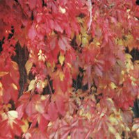 Přední strana obalu CD Flow My Teares