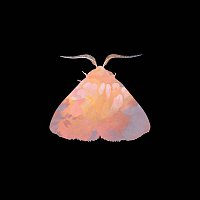 Chairlift – Romeo