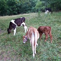 Přední strana obalu CD The Rawhide Paper