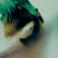 SAENS – Shame